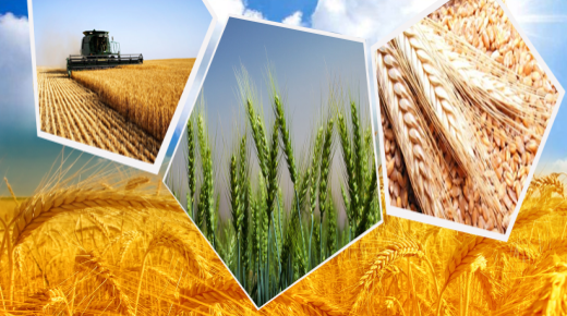 زراعة القمح والشعير الهدف الاستراتيجي الجديد للمملكة العربية السعودية