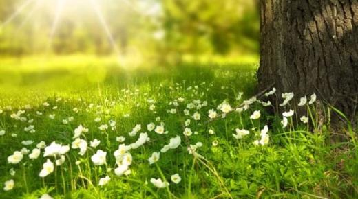 الطبيعة الخضراء تقلل استهلاك الأدوية