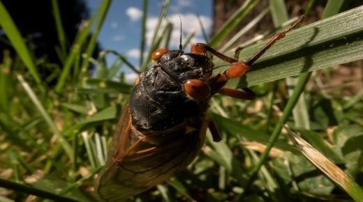 قلة عدد الحشرات في العالم تهدد حياة البشر على الأرض