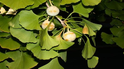 عشبة الجنكة .. لا تصلح للأطفال إلا في حدود