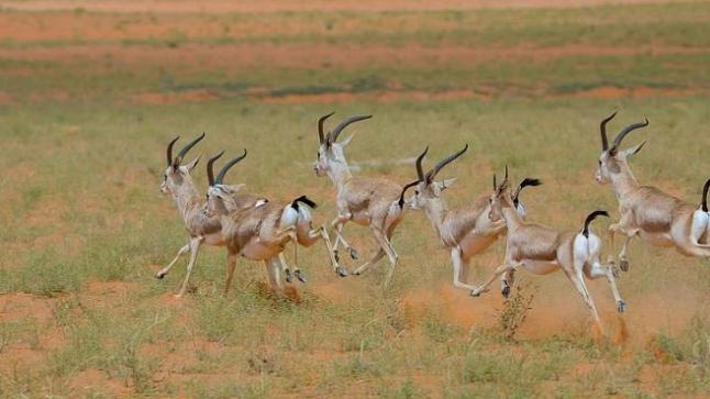 إنجازات الهيئة لمحمية الملك عبد العزيز على المستوى المحلي والدولي