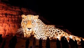 الهيئة الملكية تحتفل بيوم النمر العربي في محافظة العلا