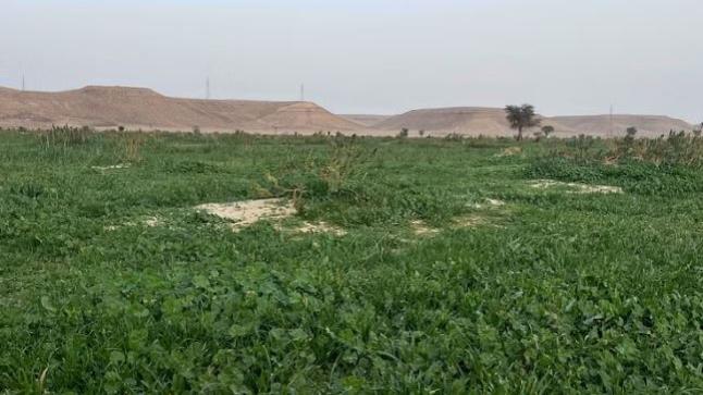 مناظر طبيعية وجمالية لنباتات برية في وادي المشقر
